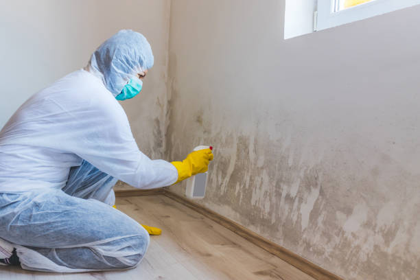 Professional mold removal team in Lakeland